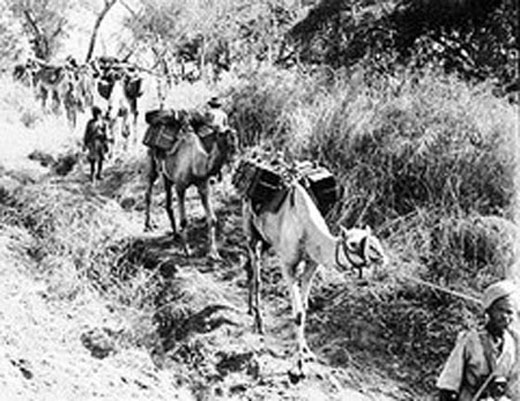 Camel Transport