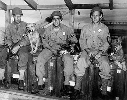 Military Working Dogs