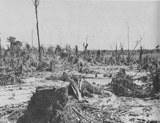 Swamp Near Simemi Creek