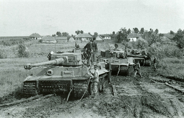 Tiger in the Mud