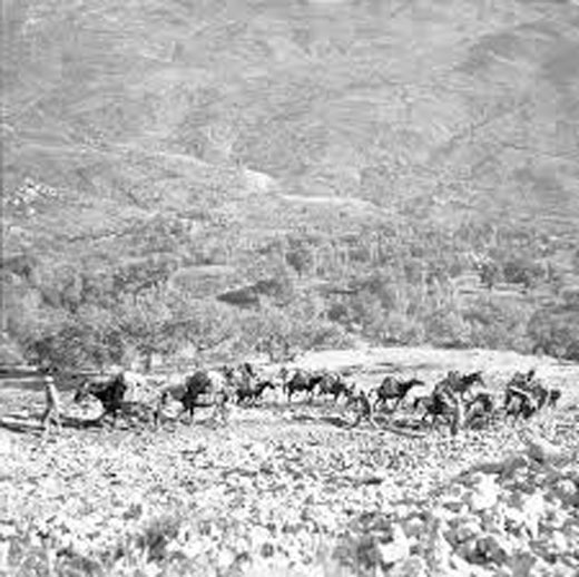 British Army Mule Train