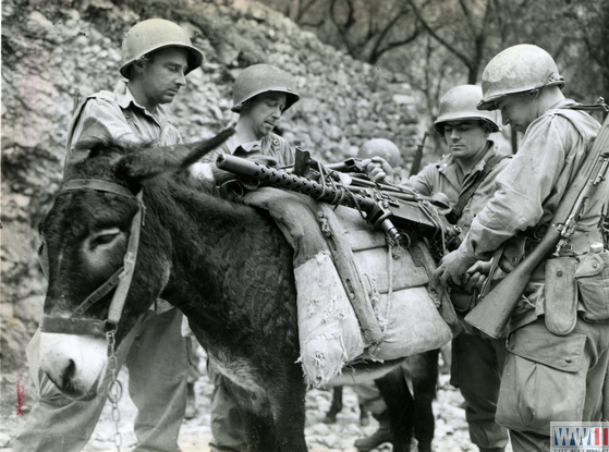 Loading a Mule in Italy