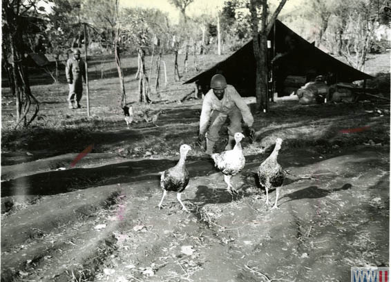 African American soldier chasing turkeys
