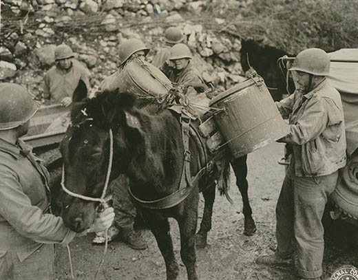 Loaded Mule with Cans of Hot Turkey