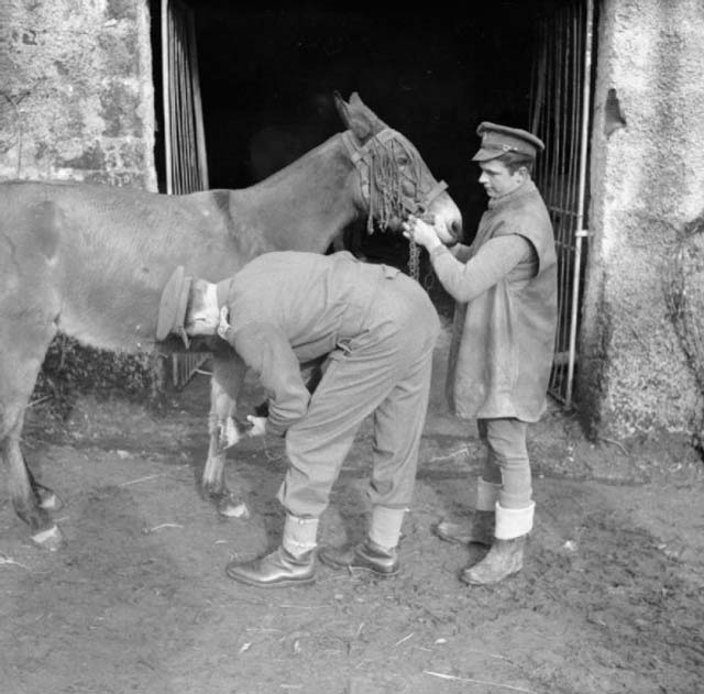 Inspecting the Leg of a Mule