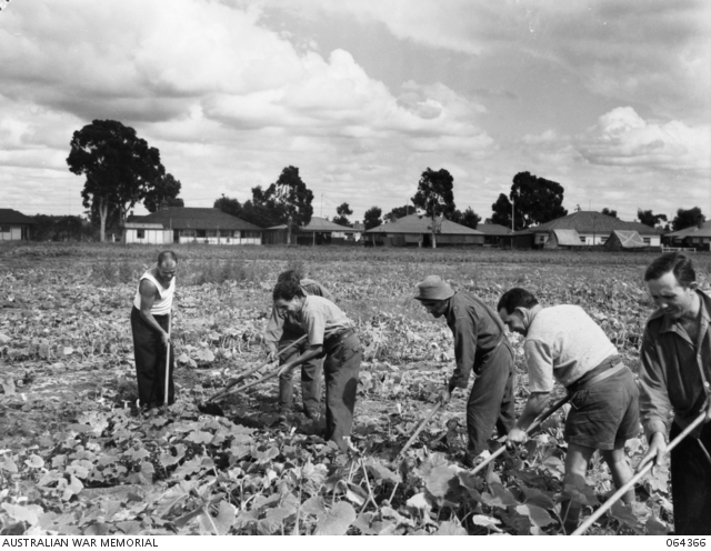 Internees Working a Vegetable Garden