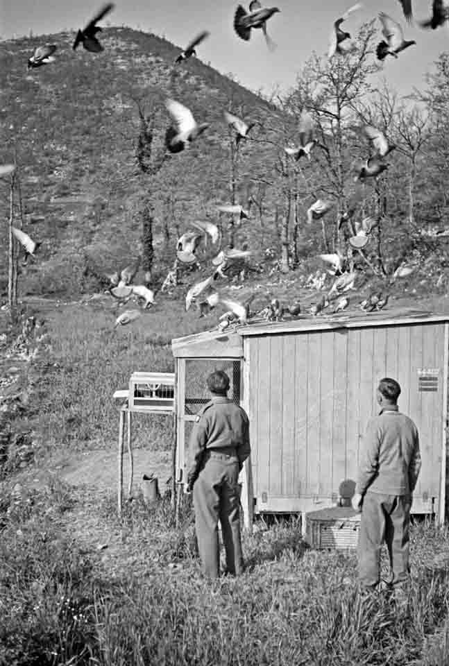 Carrier Pigeons Settling in the Loft