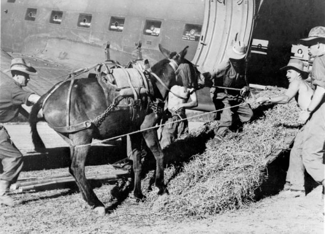 Coaxing a Mule into a Transport