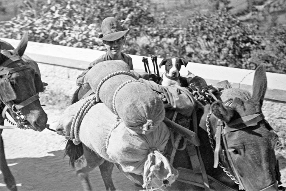 An Italian Mule Handler