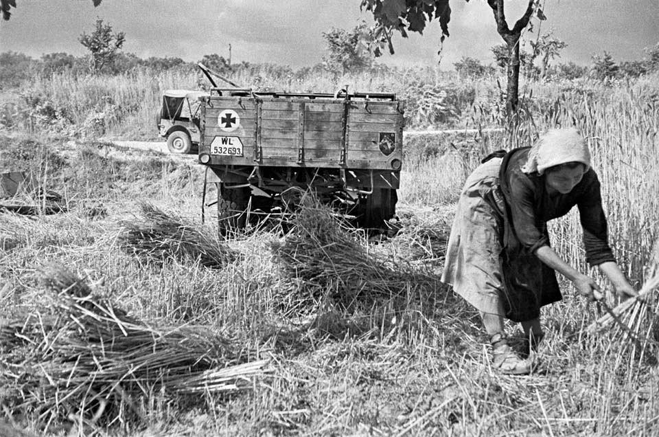 gathering a wheat harvest