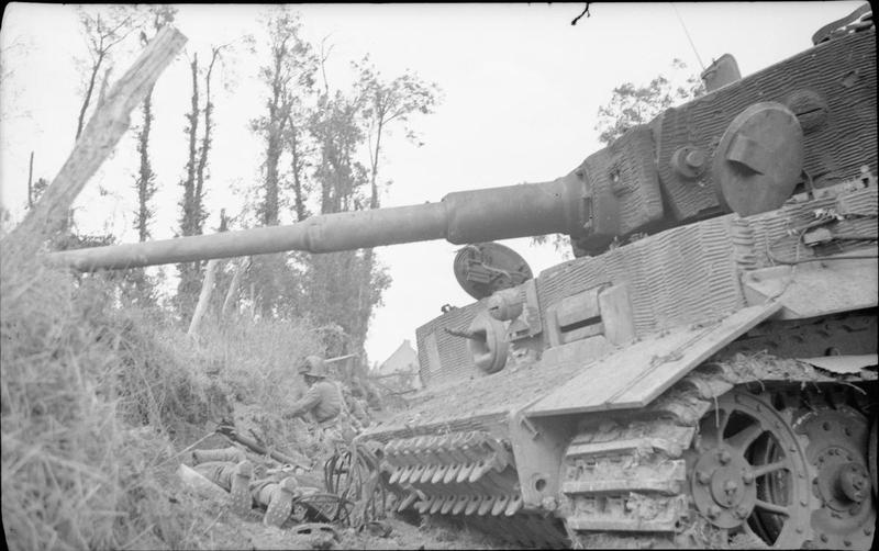 Digging In near Knocked-out Tiger