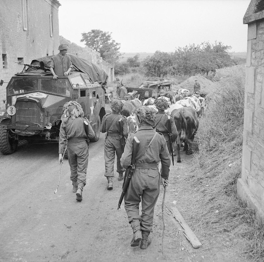 British Troops Herd Cattle