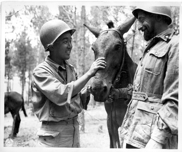 Japanese-American Soldier with Italian 11th Pack Mule Company