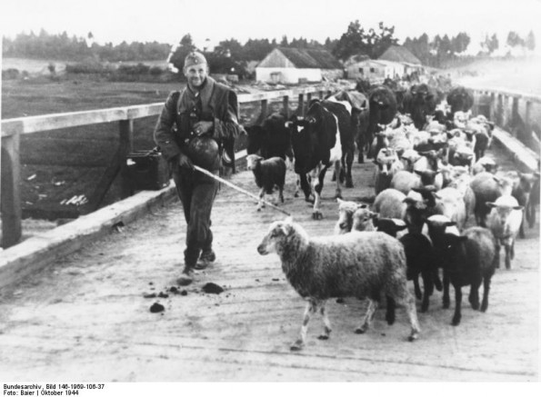 Moving Livestock to German-held Territory