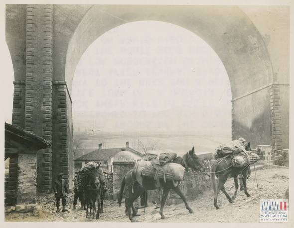 Moving with Mules through La Quercia