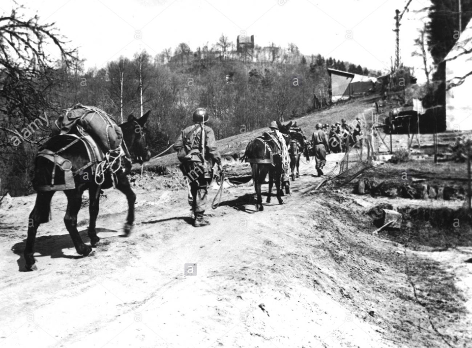 Mules Hauling Supplies