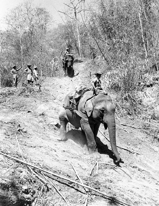 Using Elephants To Transport Logs