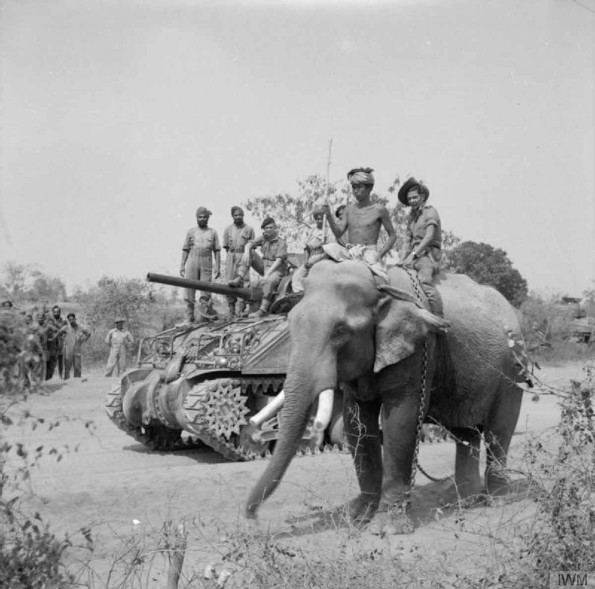 Encountering a Newly Liberated Elephant