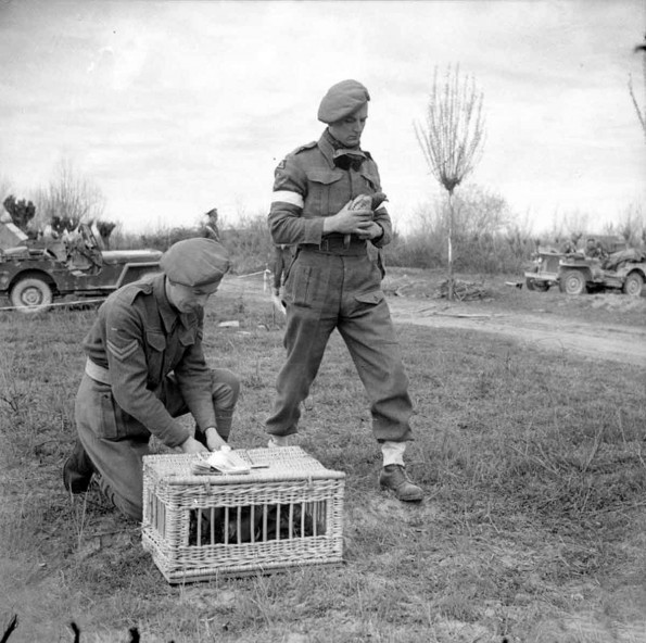 Commando Signallers Prepare To Release a Carrier Pigeon